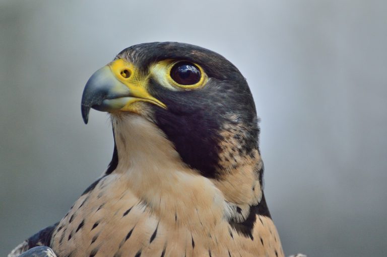 Knock out your goals with the precision of a Peregrine Falcon